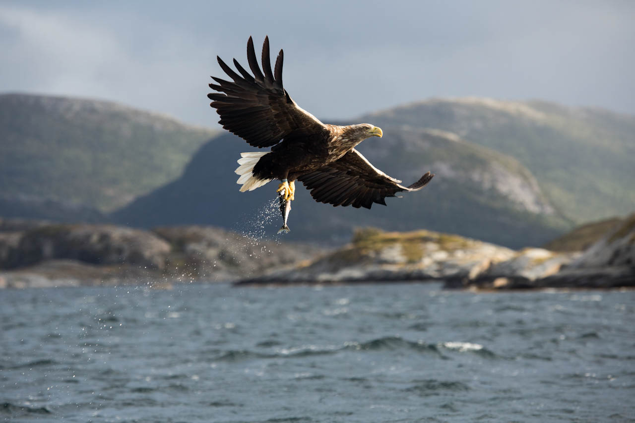 White-tailed eagle showing the loot
