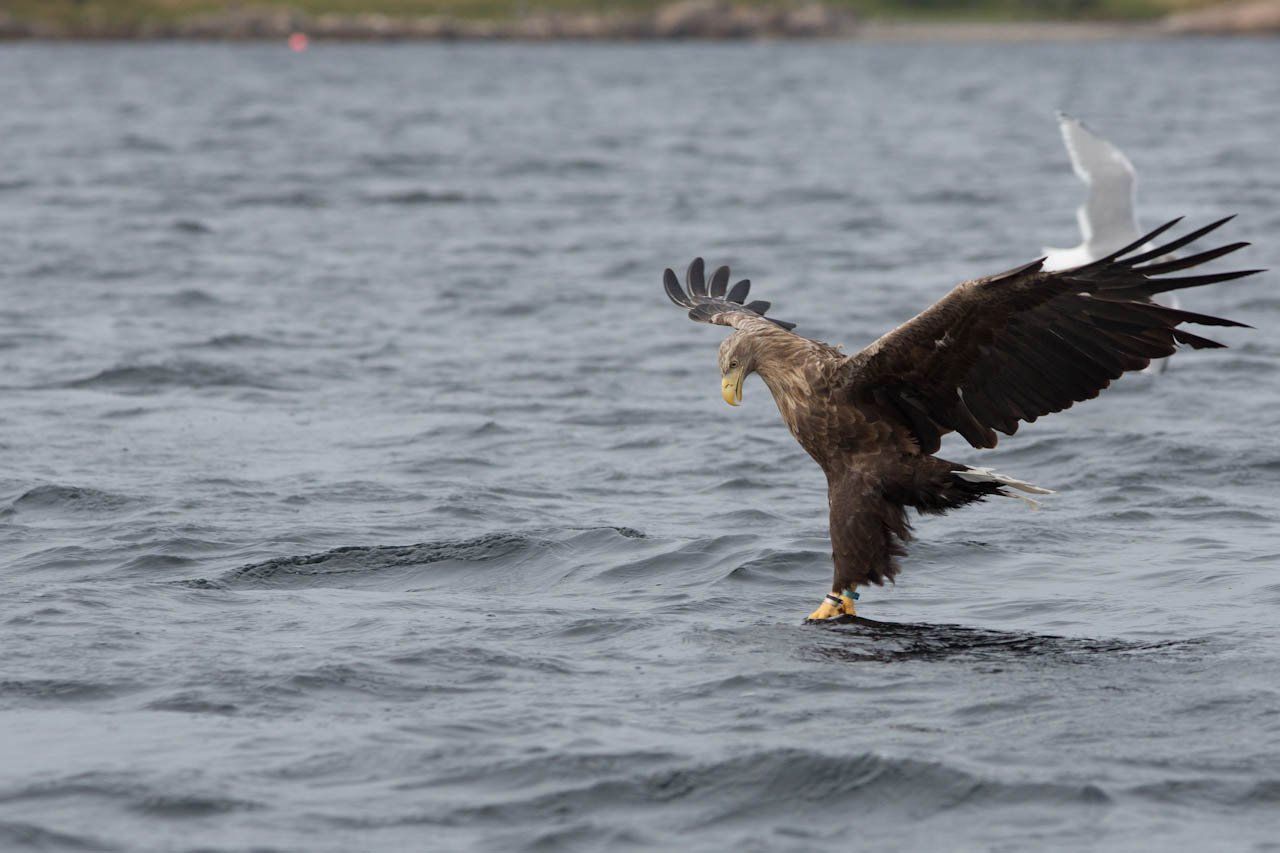 White-tailed eagle testing the water